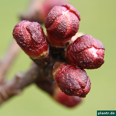 aprikosen knospen