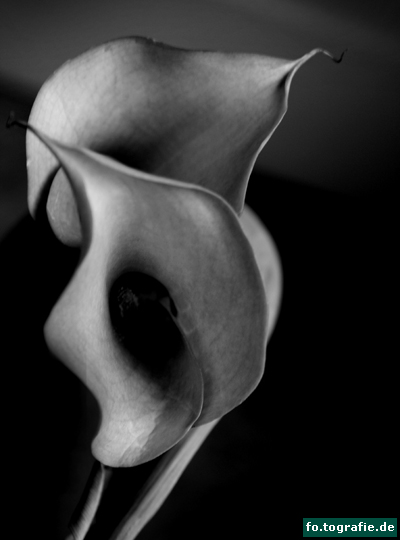 calla-28209-007-kopie calla-28209-007-kopie