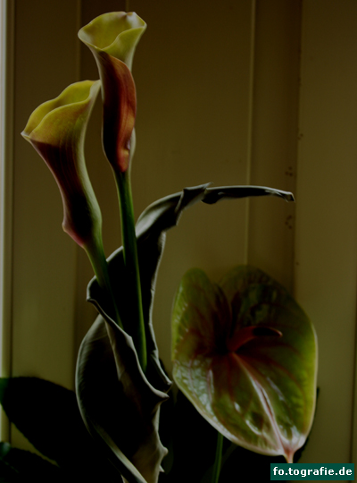 calla-3309-019a-kopie1 calla-3309-019a-kopie1