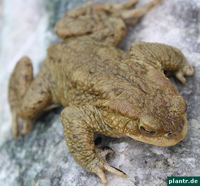 erdkroete bufo bufo erdkroete bufo bufo