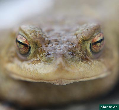 erdkroete bufo bufo erdkroete bufo bufo