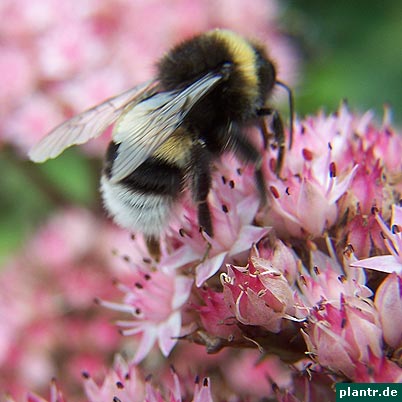 fetthenne hummel fetthenne hummel