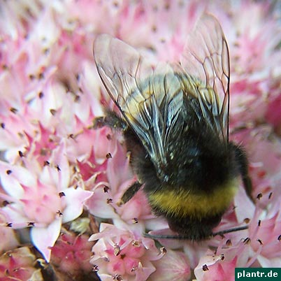 fetthenne hummel fetthenne hummel