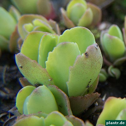 fetthenne hylotelephium fetthenne hylotelephium