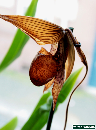 frauenschuh-038-kopie1