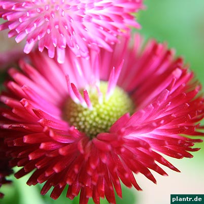 gaensebluemchen bellis gaensebluemchen bellis