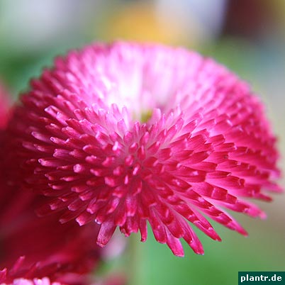 gaensebluemchen bellis gaensebluemchen bellis