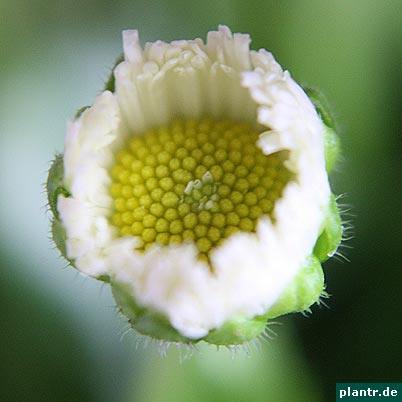 gaensebluemchen bellis gaensebluemchen bellis