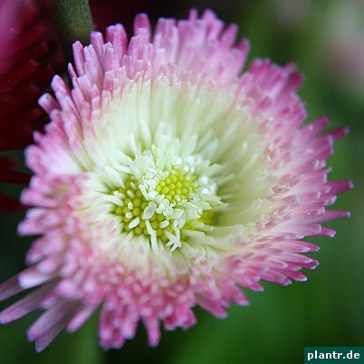 gaensebluemchen bellis gaensebluemchen bellis