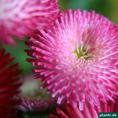 gaensebluemchen bellis gaensebluemchen bellis