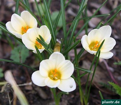 krokus