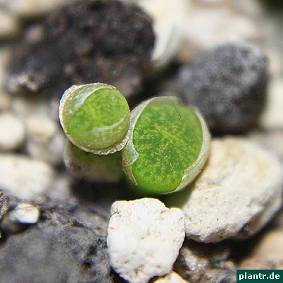lithops saemlinge lithops saemlinge