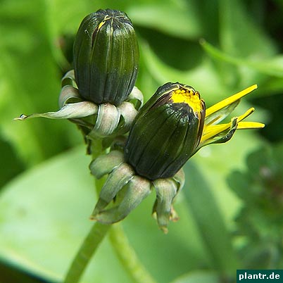 loewenzahn loewenzahn