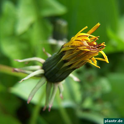 loewenzahn loewenzahn