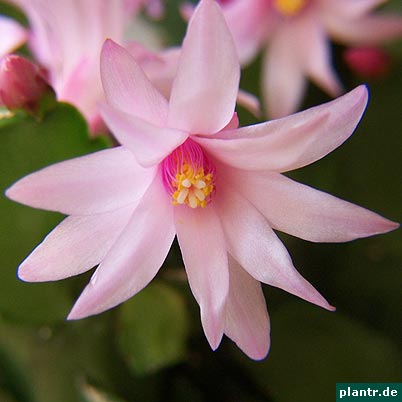 osterkaktus osterkaktus