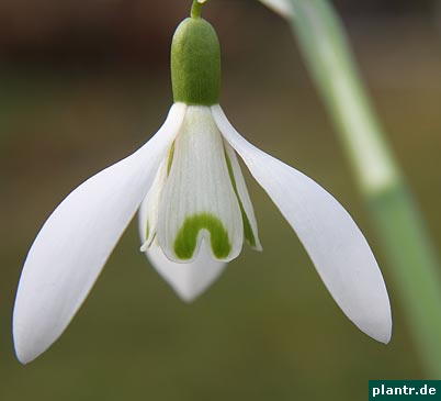 schneegloeckchen galanthus