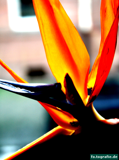 strelitzie-031a-kopie strelitzie-031a-kopie