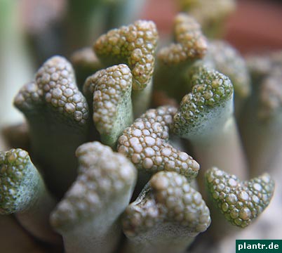 titanopsis