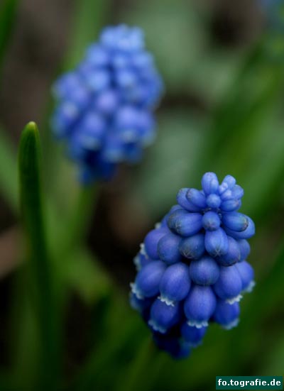 traubenhyazinthe-015-kopie