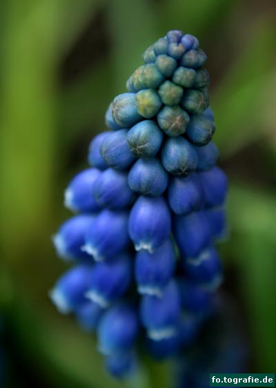 traubenhyazinthe-018-kopie