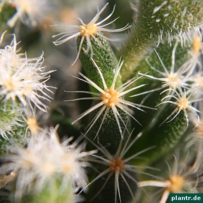 trichodiadema densum