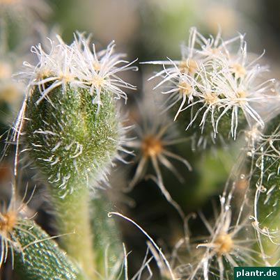 trichodiadema densum