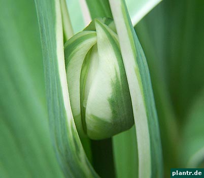 tulpen knospe weiss tulpen knospe weiss
