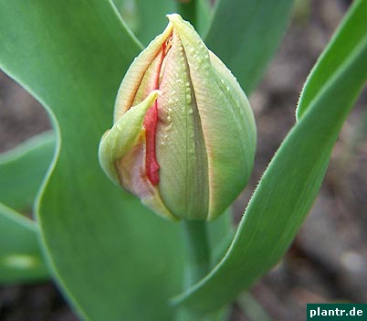 tulpen knospe rot tulpen knospe rot