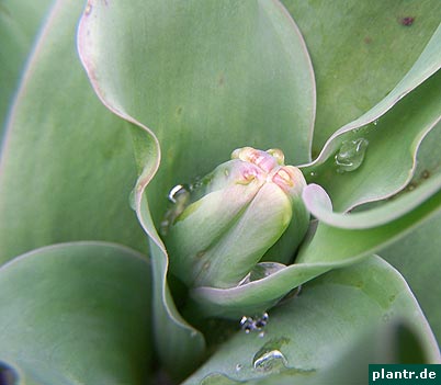 papageientulpe knospe papageientulpe knospe