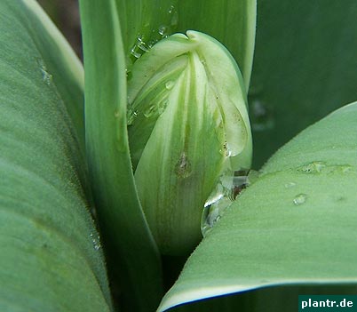 tulpen knospe tulpen knospe
