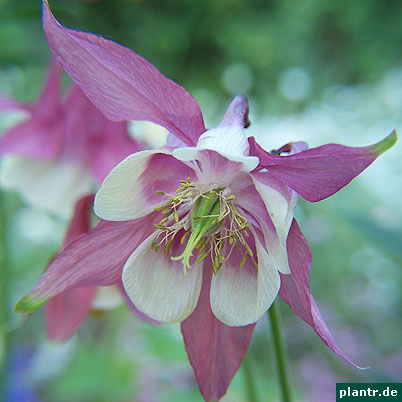 akelei aquilegia blüte