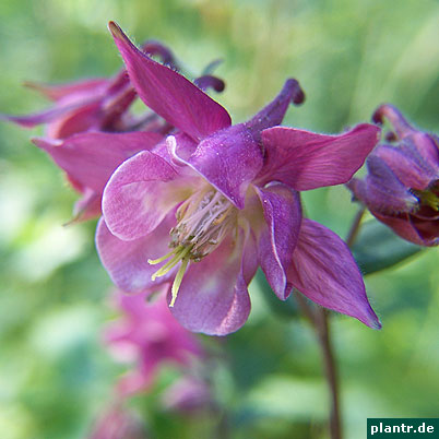 akelei aquilegia blüte