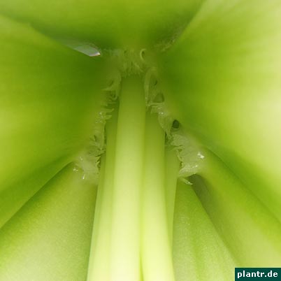 amaryllis staubblaetter