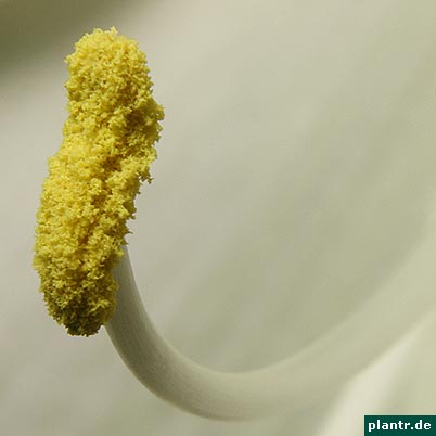 amaryllis staubblaetter