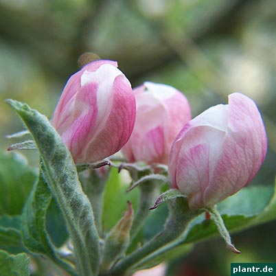 apfelbluete apfelbluete