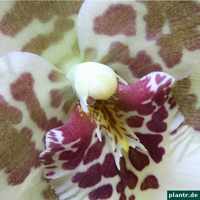 beallara tahoma glacier