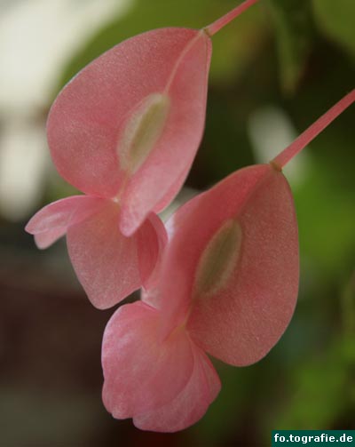 begonia-tamaya-008-11