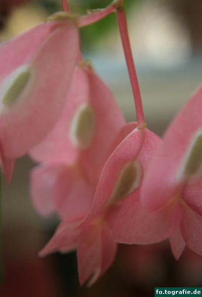 begonia-tamaya-019-21