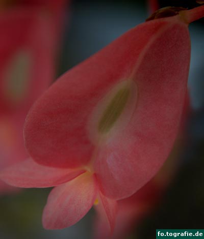 begonia-tamaya-021-31