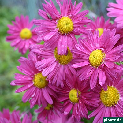 chrysanthemen