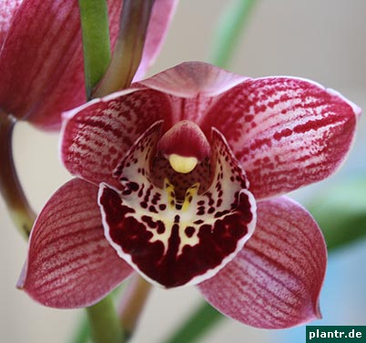 cymbidium