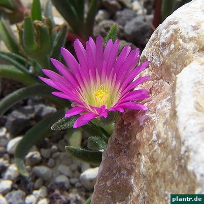 delosperma