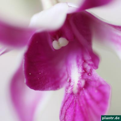 dendrobium bluete dendrobium bluete