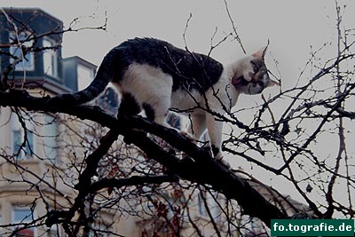 django-baum-021web-kopie django-baum-021web-kopie