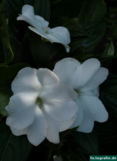 fleisiges-lieschen-006 fleisiges-lieschen-006