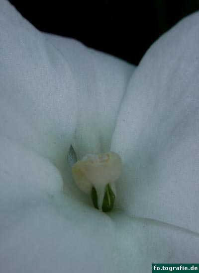 fleisiges-lieschen-015 fleisiges-lieschen-015