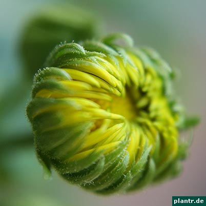 gemswurz doronicum