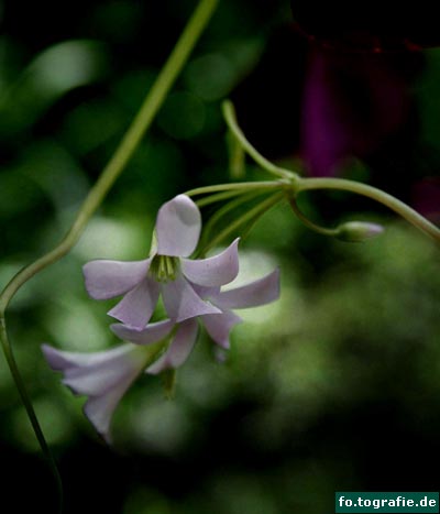 glucksklee-oxalis-triangularis-11 glucksklee-oxalis-triangularis-11