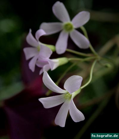 glucksklee-oxalis-triangularis-21 glucksklee-oxalis-triangularis-21
