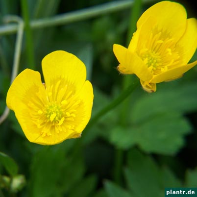 hahnenfuss ranunculus